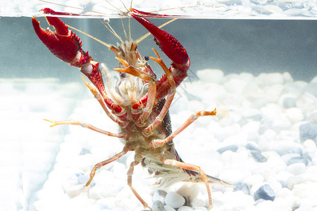 红龙虾淡水和淡水图片
