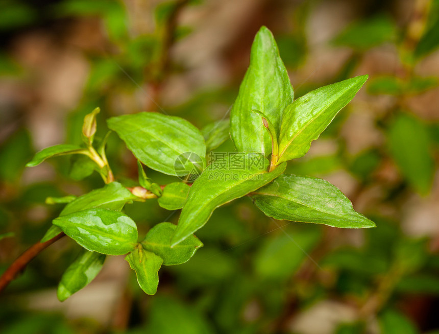 越南香菜植物草本植物的叶子在宏观与雨滴图片