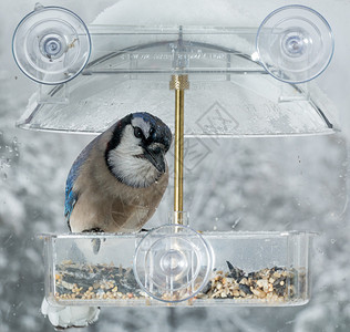 窗户上的大型蓝雀鸟在冬天的湿冷日与图片