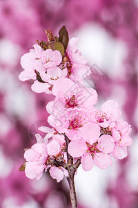 Prunuspersica春光图片