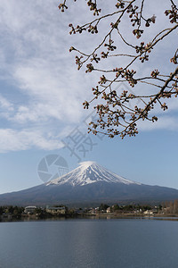 日本河口湖边的富士山和樱花树图片