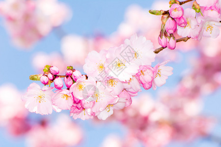 粉红色樱花盛开的季节背景图片