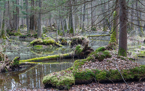 波兰欧洲比亚洛维耶扎森林Bialowieza图片
