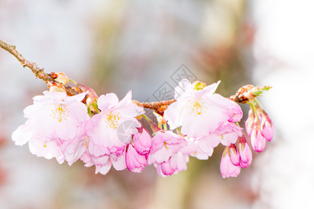 粉红色樱花盛开的季节图片