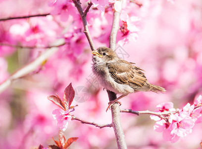 麻雀坐在粉红花蜜桃树开背景图片