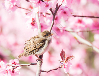 麻雀坐在粉红花蜜桃树开背景图片