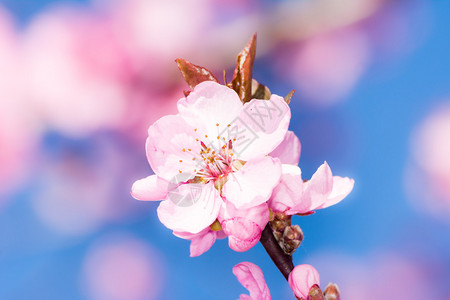 Prunuspersica春光图片
