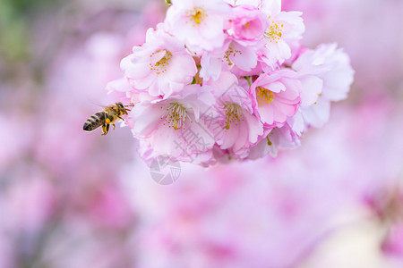 蜜蜂在粉红色的樱花树上飞翔图片