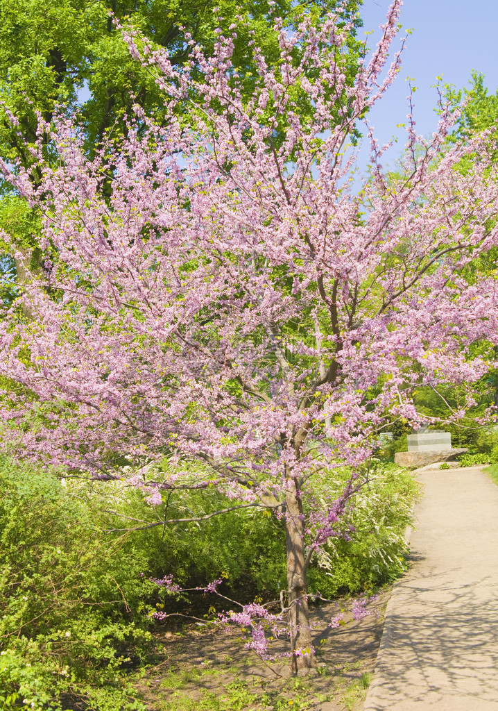 春开花朵的CercisCanadensis图片