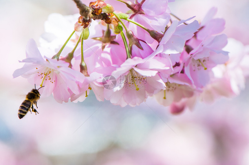 春色蜜蜂飞向树枝上图片