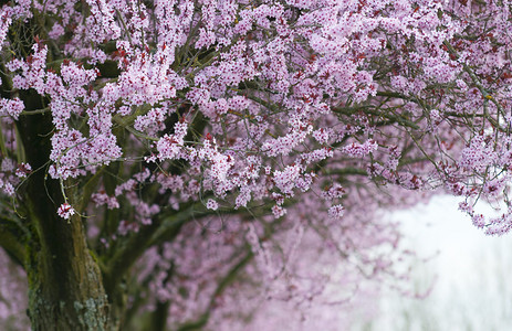 开花树木的粉红色图片