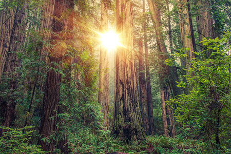 美国北加利福尼亚州桑尼红木森林业主背景图片