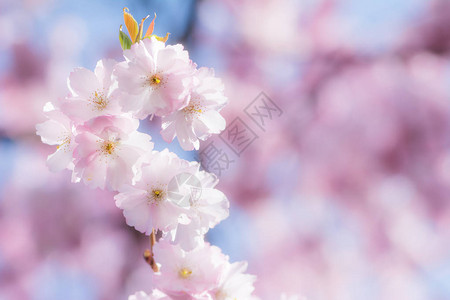 粉红色的樱花特写图片