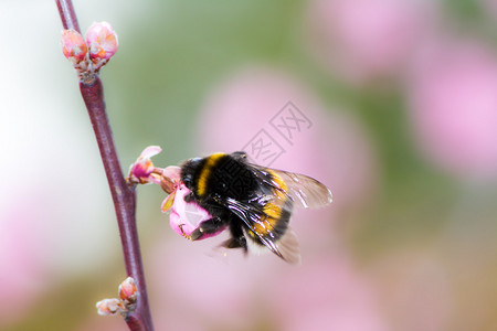 大黄蜂在粉红色的樱花上采集花粉和花蜜图片