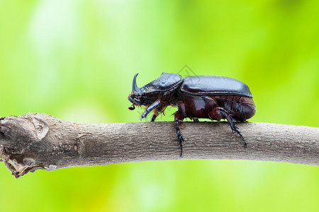 爬行在树的枝上的犀牛甲虫图片