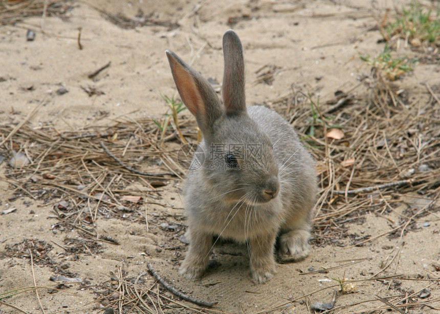 长耳朵受惊的棕色兔子图片