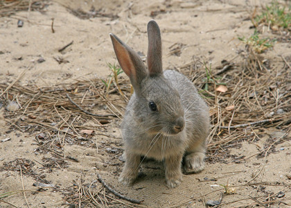 长耳朵受惊的棕色兔子图片
