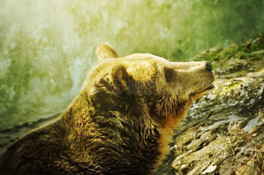在阳光明媚的自然背景下的棕色单只野熊图片