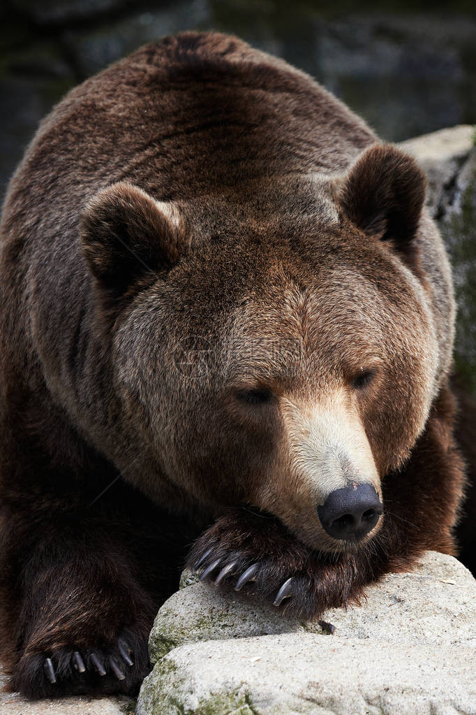 棕熊睡觉的特写照片图片