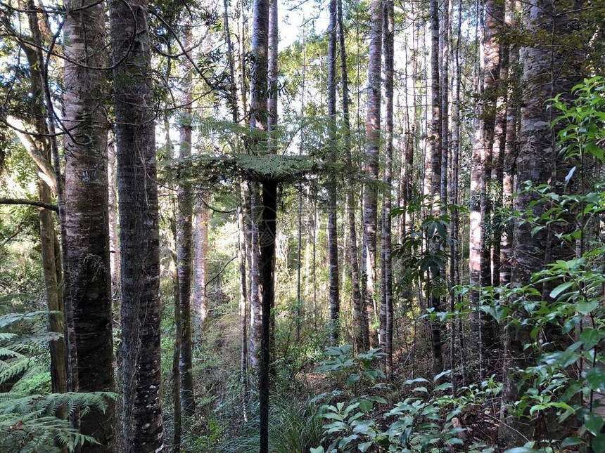 通常以其毛利人名称kauri树而闻名图片