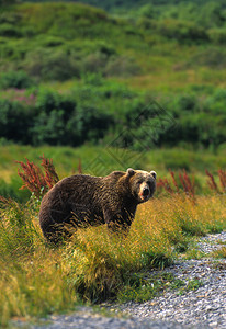 柯迪亚克一只科迪亚克棕熊在科迪亚克岛阿拉斯卡的一背景