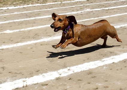 一只韦纳犬在赛道上的比赛中图片