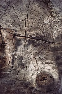 古硬木树横断面背景背景图片