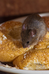 老鼠在厨房吃面包图片
