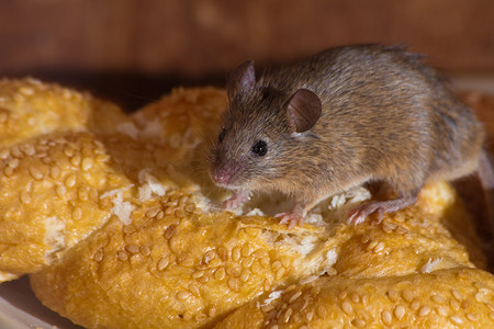老鼠在厨房吃面包图片