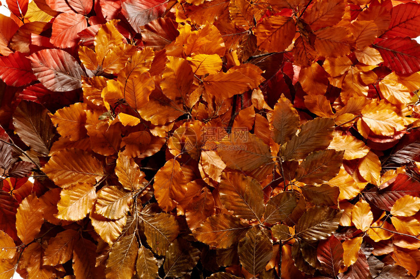 显示季节变化的树上含浓密叶子的彩色橙黄青秋叶图片