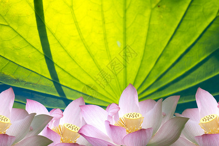 Lotus用于adv或背景图片