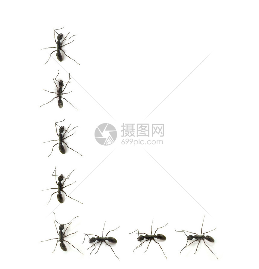 一行工人蚂蚁向字母图片