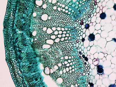 通过显微镜观察的棉花干横截面图片