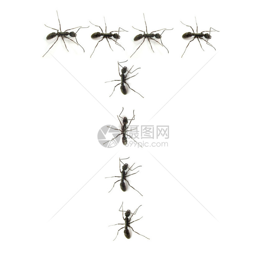 一行工人蚂蚁向字母图片
