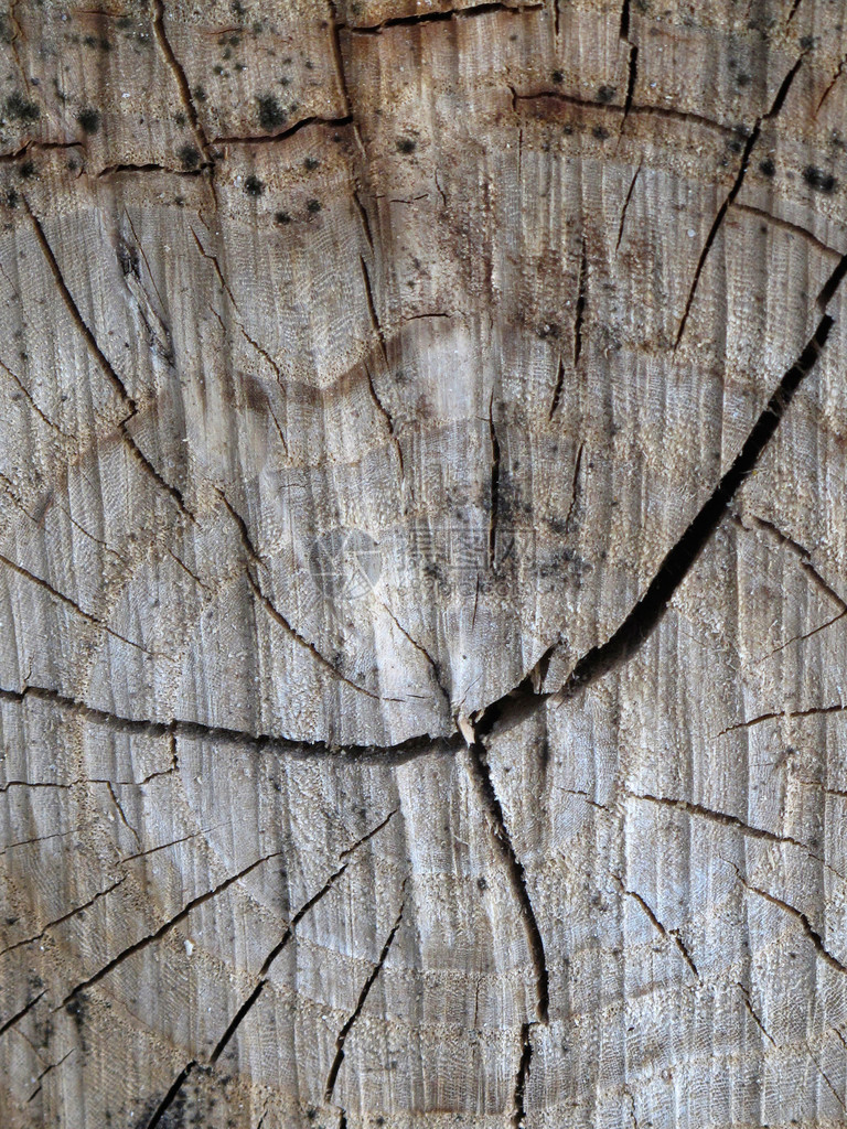 木材纹理树干的细节图片