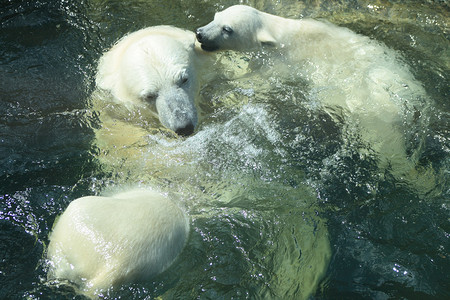 北极熊妈和她的幼崽在水中玩耍图片