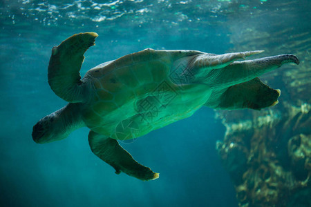 Luggerhead海龟Carettacarettta图片