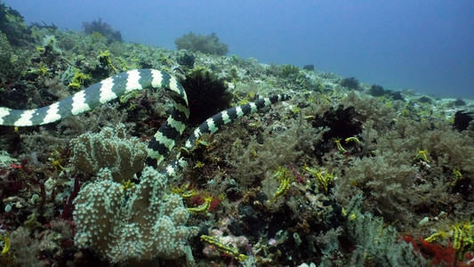 珊瑚礁上的海蛇带状海蛇水下奇妙而美丽的海底世界在热带海图片