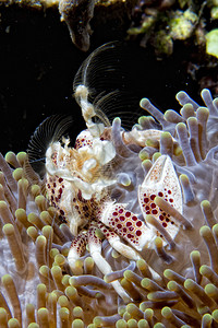 海葵内的瓷蟹图片