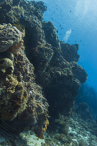 珊瑚礁中的鱼群图片