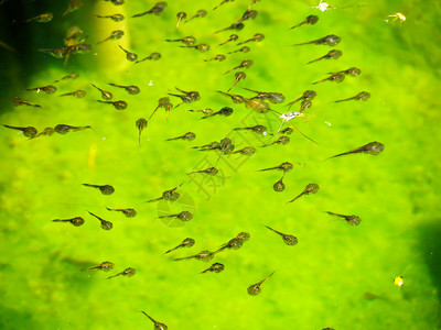蝌蚪家族和绿色自然背景在水中图片
