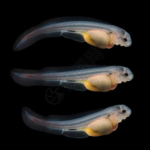 鲟鱼种9天龄10毫米大小SterletAcipenserruthenus非常特写图片