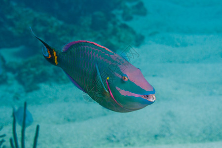 巴哈马珊瑚礁上的鹦鹉鱼图片