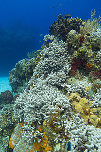 小鱼游来去的漂白珊瑚礁图片