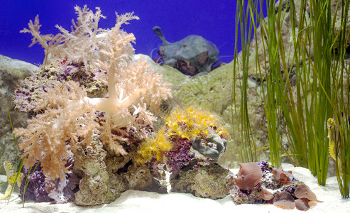 深海中被珊瑚包围的一些彩色鱼图片