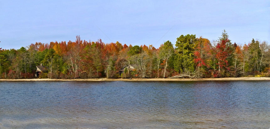 新泽西州南部松林地的秋季湖景全图片