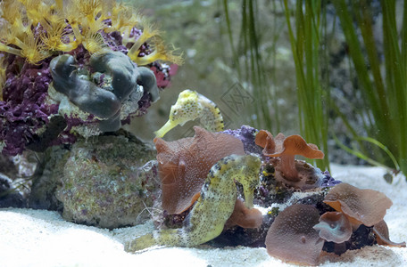 深海中被珊瑚环绕的两只海马图片