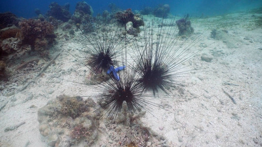黑海胆在珊瑚中的水下图片