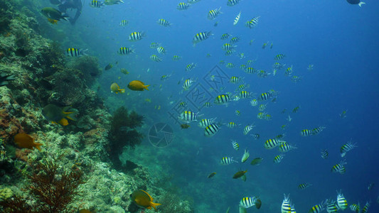 热带鱼和珊瑚礁海底世界在珊瑚礁上潜水和浮潜硬珊瑚和软图片