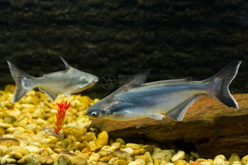越南鲶鱼巴萨鱼图片